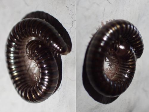 Cylindroiulus caeruleocinctus