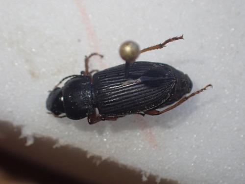 Anisodactylus binotatus