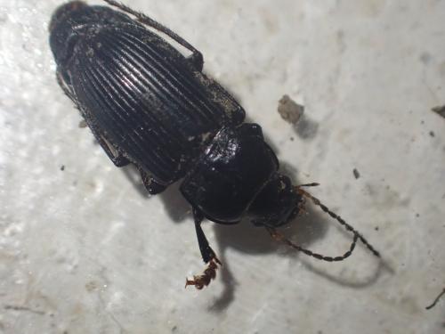 Anisodactylus binotatus