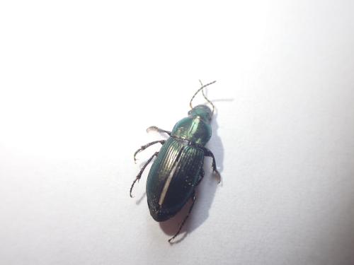 Harpalus distinguendus