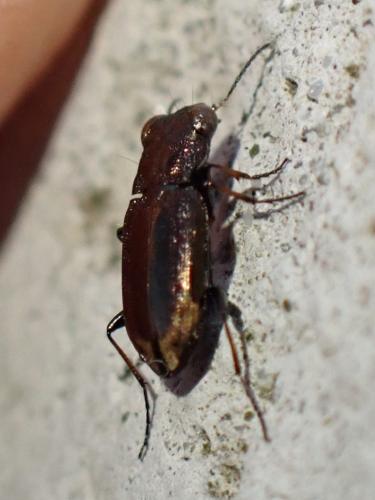 Notiophilus quadripunctatus