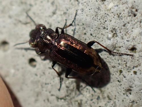 Notiophilus quadripunctatus