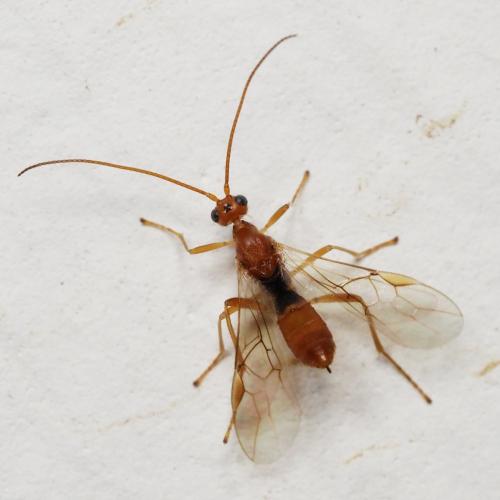 Aleiodes sp.