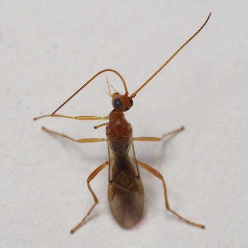 Aleiodes sp.