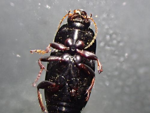 Amara sp.