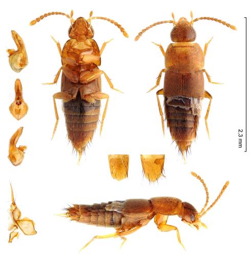 Myllaena brevicornis