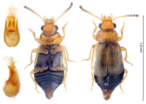 Eusphalerum marshami