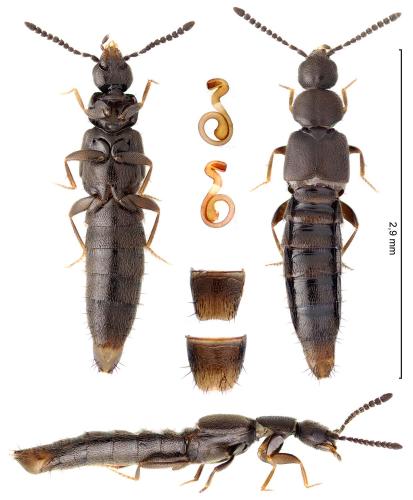 Réf. 366 044 : Atheta nigra