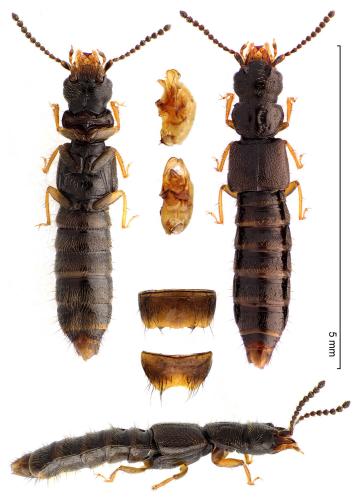 Aploderus caelatus