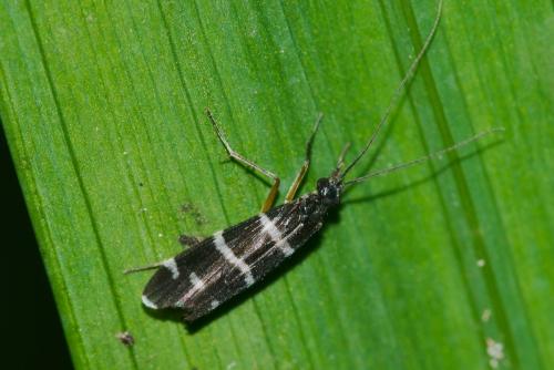 Diplectrona trifasciata