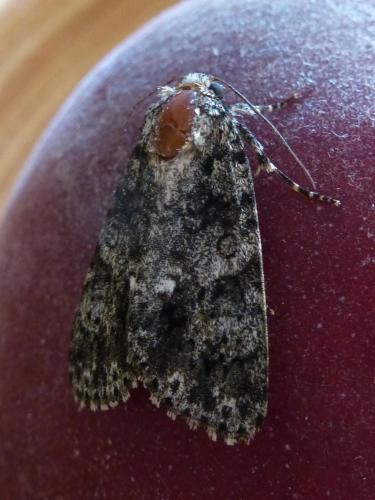 Acronicta rumicis