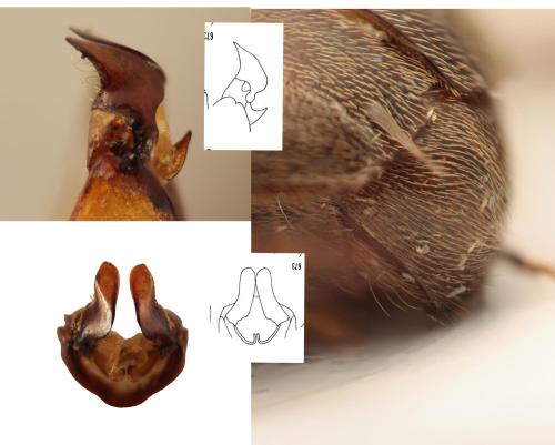 Triodontella cribellata