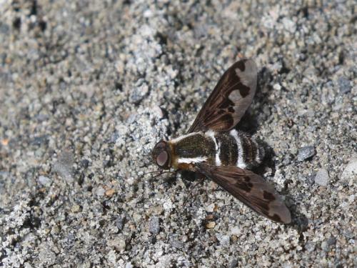 Hemipenthes villeneuvei