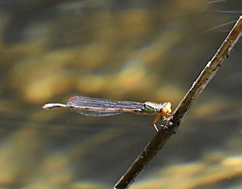 Pseudagrion sp.