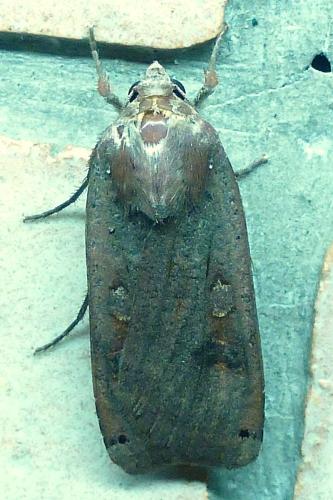 Noctua pronuba