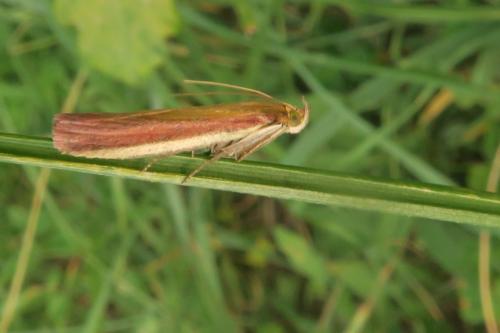 Oncocera semirubella