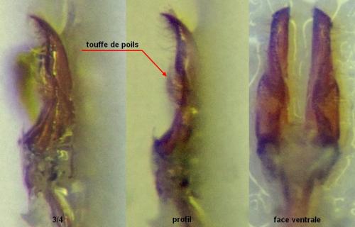 Carpophilus zeaphilus