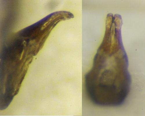 Réf. 366 455 : Neagolius liguricus