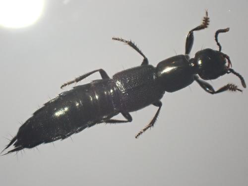 Orthidus cribratus atlanticus