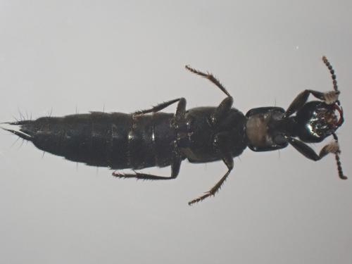 Orthidus cribratus atlanticus