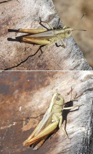 Gomphocerippus rufus