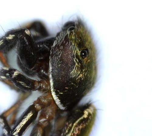 Heliophanus tribulosus