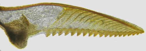 Pristiphora melanocarpa