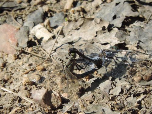 Orthetrum cancellatum
