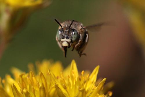 Anthophora bimaculata