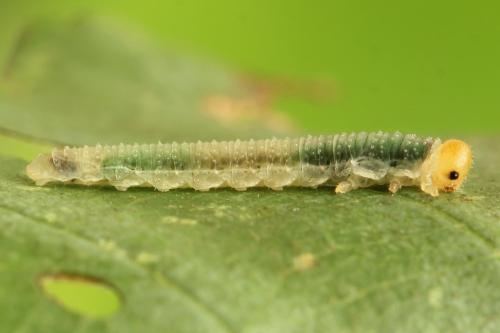 Nematinus fuscipennis