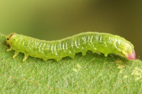 Pristiphora ruficornis