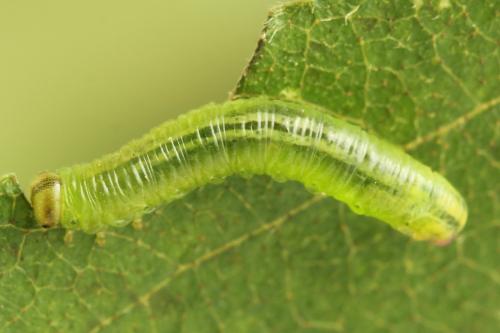 Pristiphora ruficornis