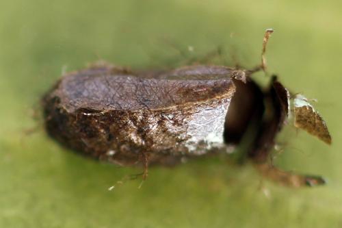 Pristiphora ruficornis