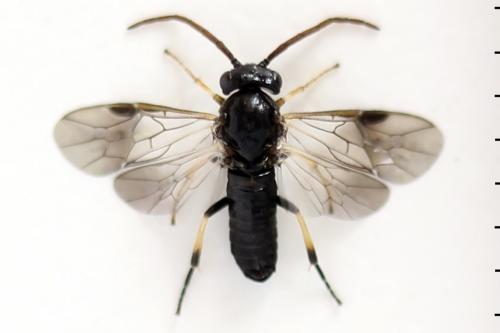 Pristiphora ruficornis