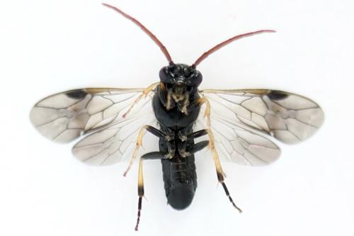 Pristiphora ruficornis