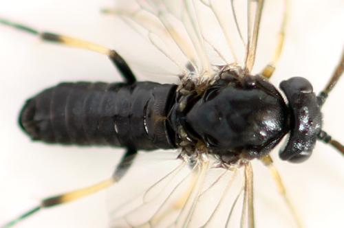 Pristiphora ruficornis