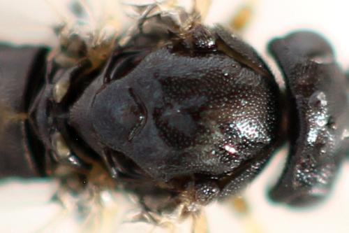 Pristiphora ruficornis