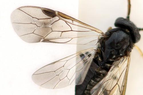 Pristiphora ruficornis