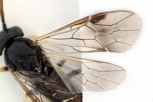 Pristiphora ruficornis