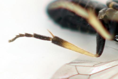 Pristiphora ruficornis