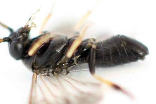 Pristiphora ruficornis