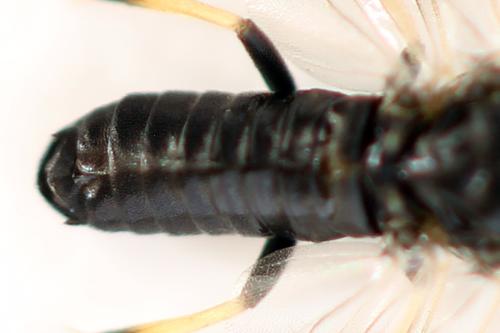 Pristiphora ruficornis