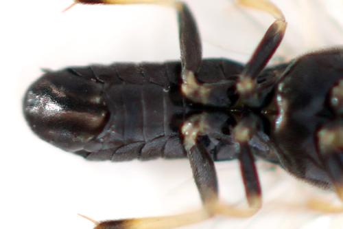 Pristiphora ruficornis