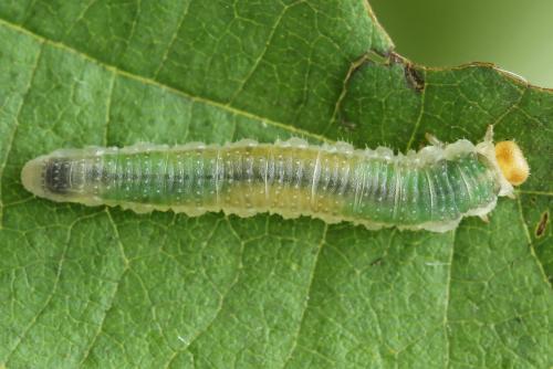 Nematinus fuscipennis