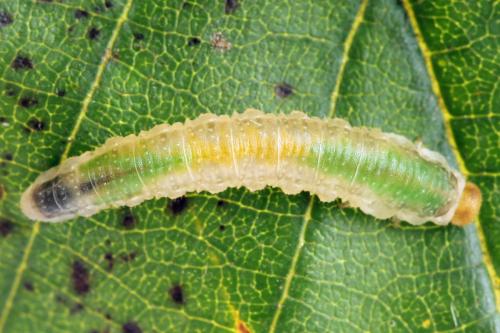 Nematinus fuscipennis