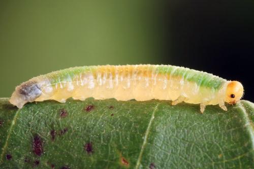 Nematinus fuscipennis