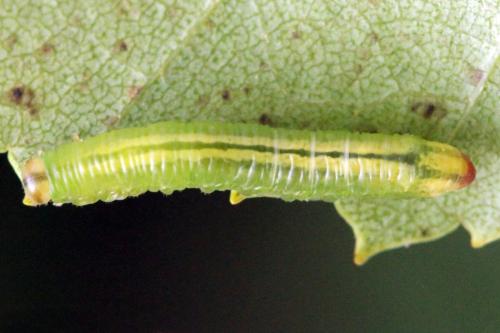 Pristiphora melanocarpa