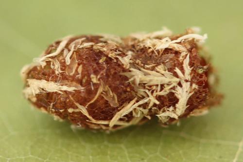 Nematinus fuscipennis