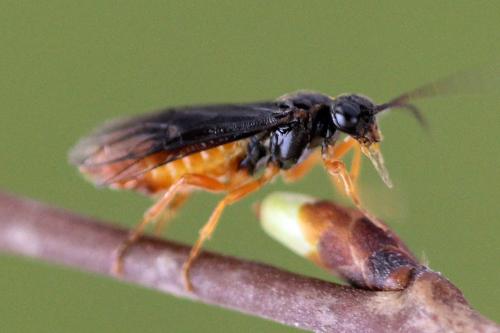 Nematinus fuscipennis