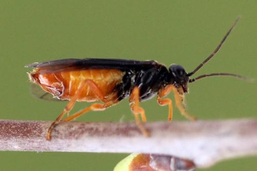 Nematinus fuscipennis